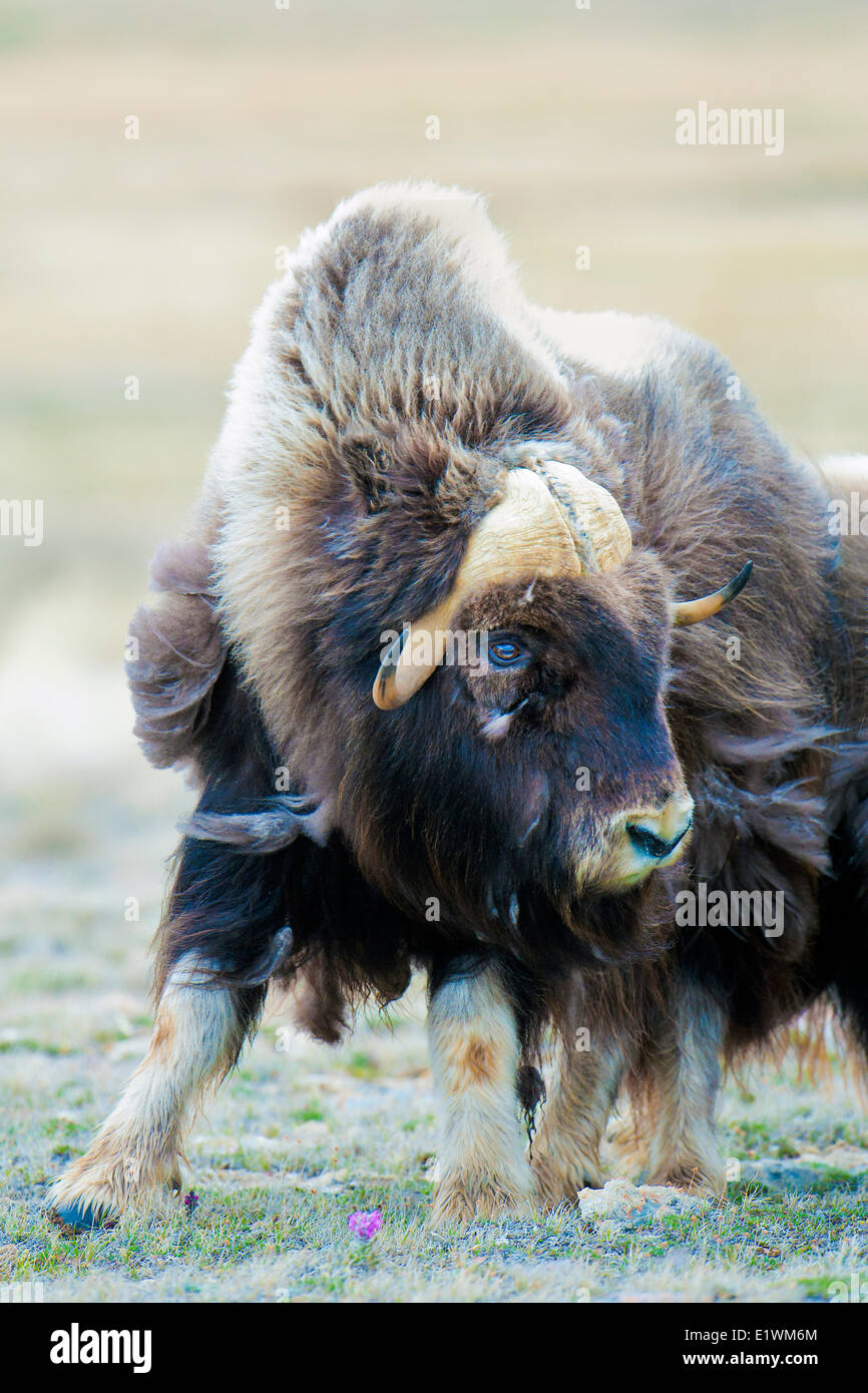 Muskoxen (Ovibos moschatus) bull, Victoria Island, Nunavut, Arctic Canada Stock Photo