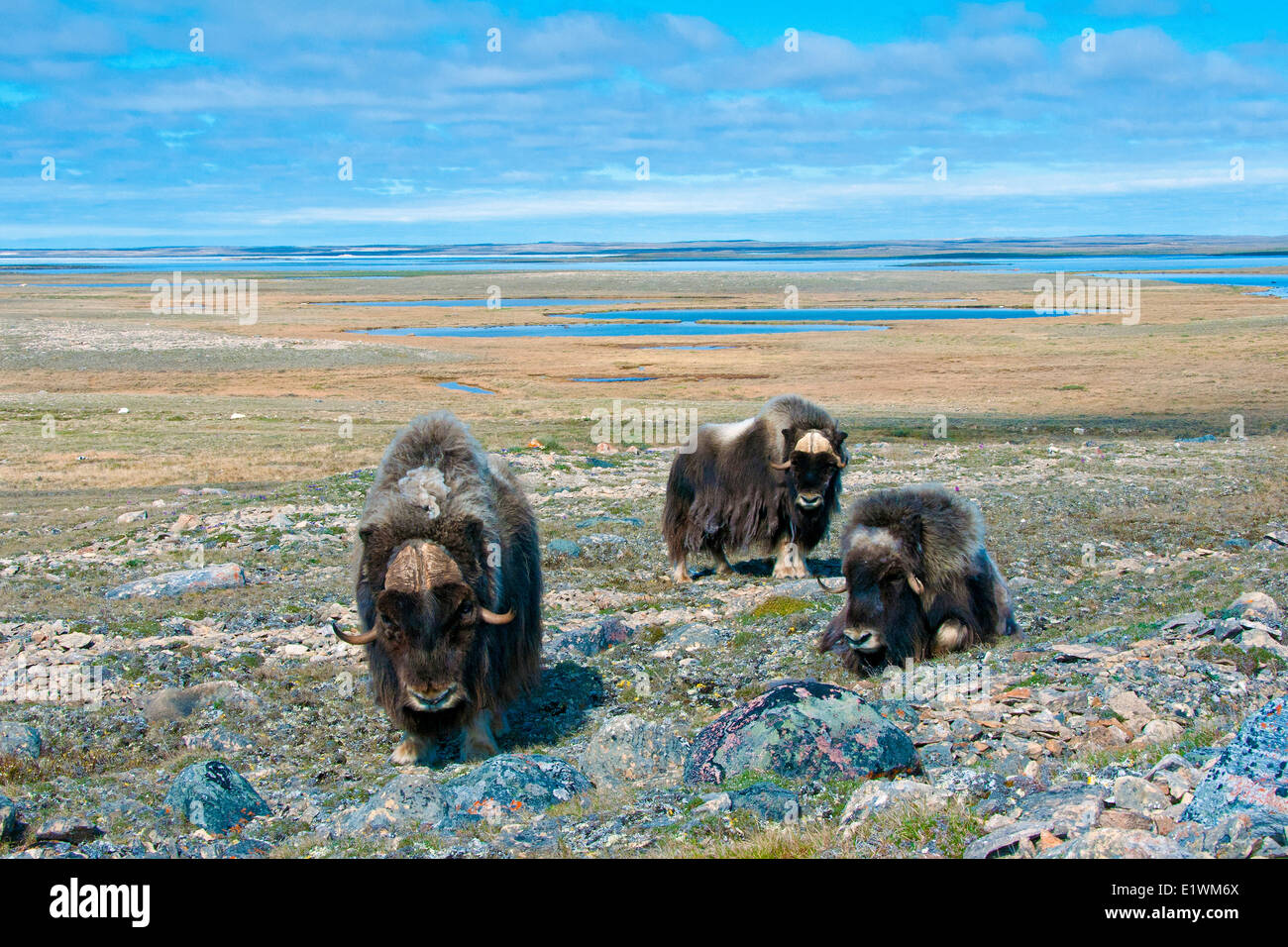 Muskoxen (Ovibos moschatus) bulls, Victoria Island, Nunavut, Arctic Canada Stock Photo