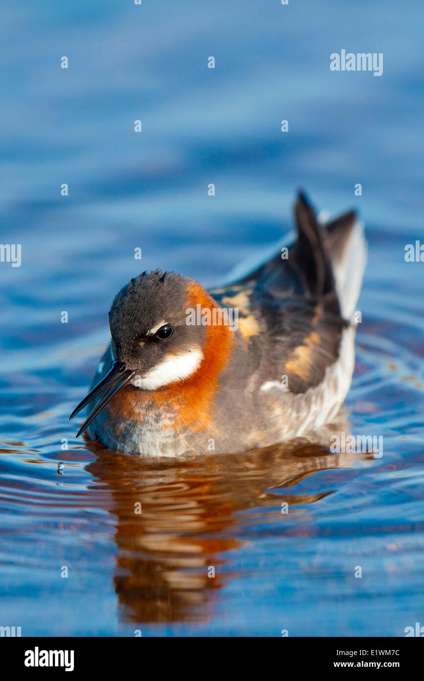 Female red-necked phalarope (Phalaropus lobatus), Victoria Island, Nunavut, Arctic Canada Stock Photo