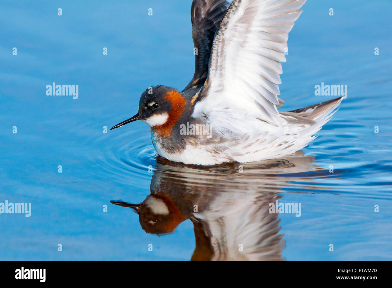 Female red-necked phalarope (Phalaropus lobatus), Victoria Island, Nunavut, Arctic Canada Stock Photo