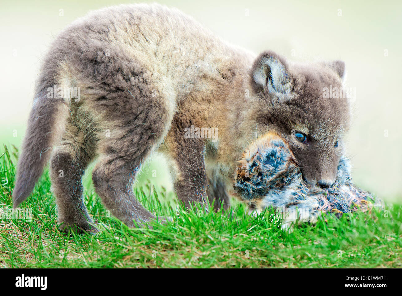 Arctic fox pup (Alipex lagopus) with five lemmings stuffed in its mouth at the mouth its natal den Victoria Island Nunavut Stock Photo