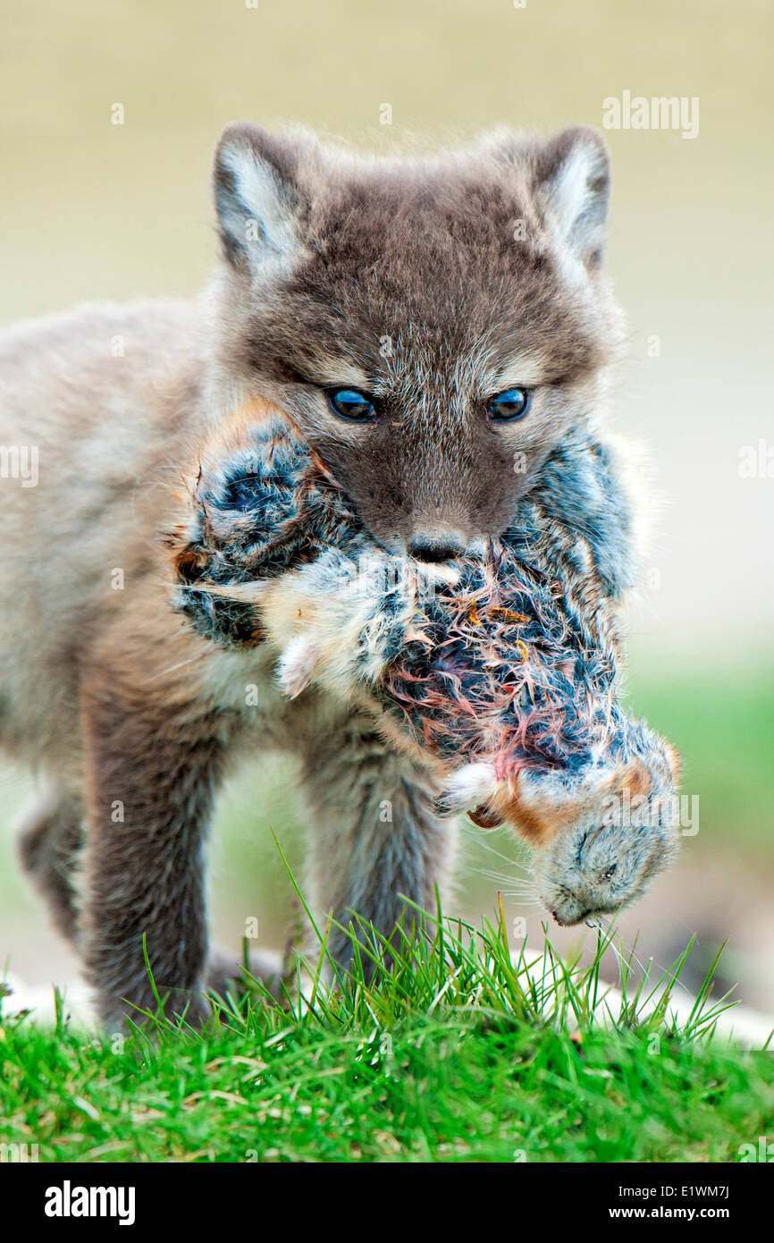 Arctic fox pup (Alipex lagopus) with five lemmings stuffed in its mouth at the mouth its natal den Victoria Island Nunavut Stock Photo