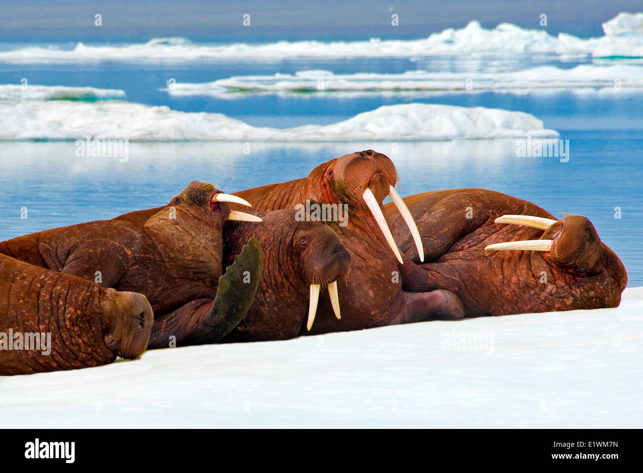 Pacific Walrus, Odobenus rosmarus, haul out on sea ice Canadian Arctic, Stock Photo
