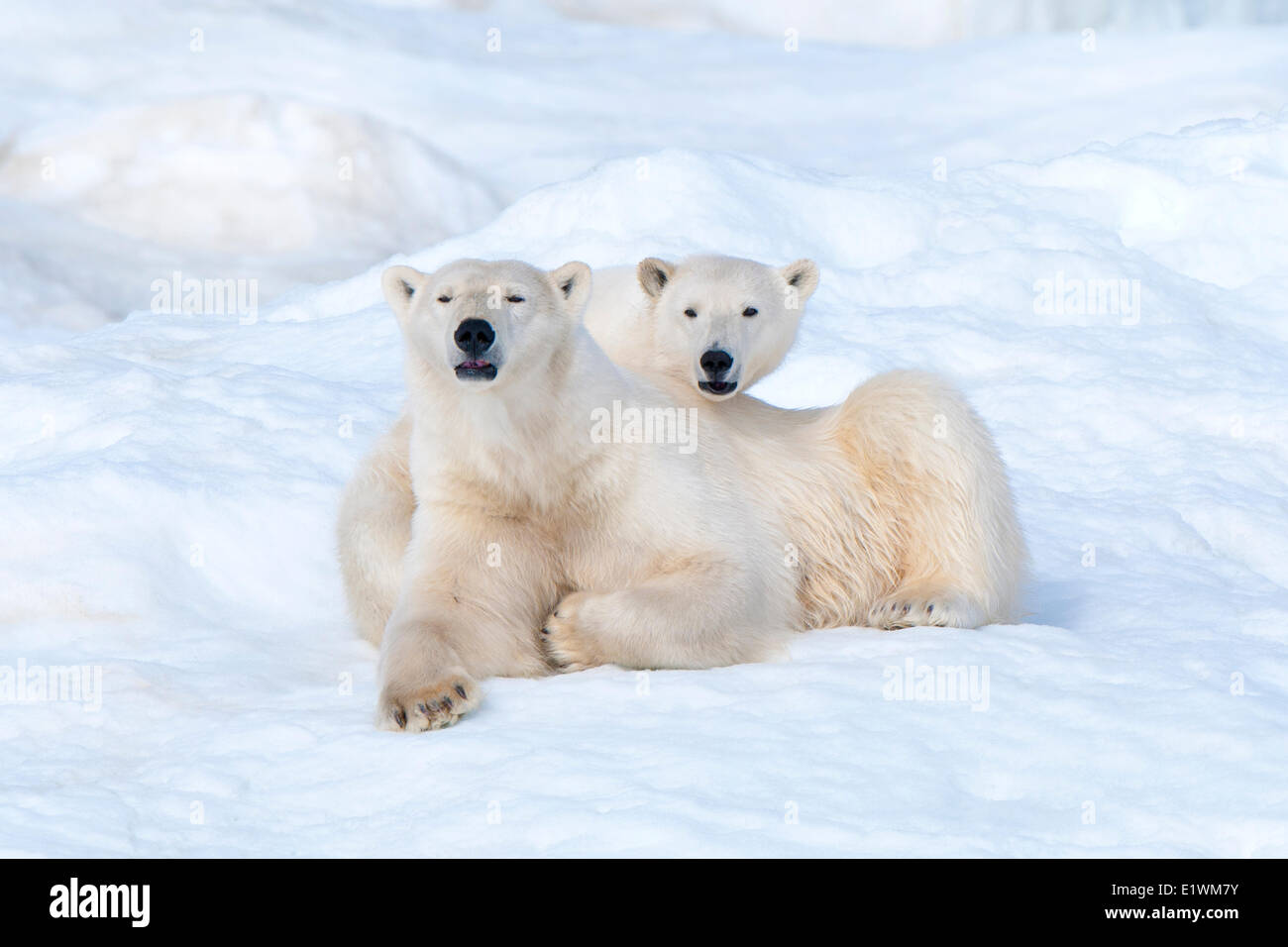 Polar bear mother (Ursus maritimus) and cub, Wrangel Island, Chukchi Sea, Arctic Russia Stock Photo