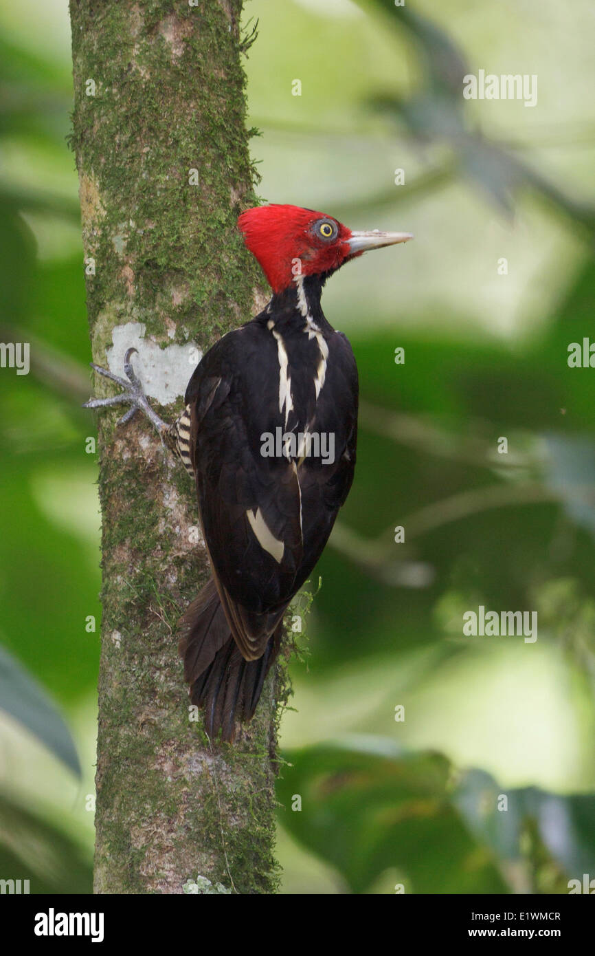 Pale-billed Woodpecker (Campephilus guatemalensis) perched on a branch in Costa Rica, Central America. Stock Photo