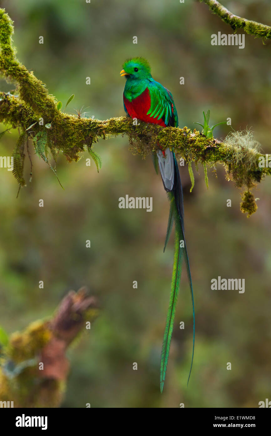 Resplendent Quetzal (Pharomachrus mocinno) perched on a branch in Costa Rica. Stock Photo