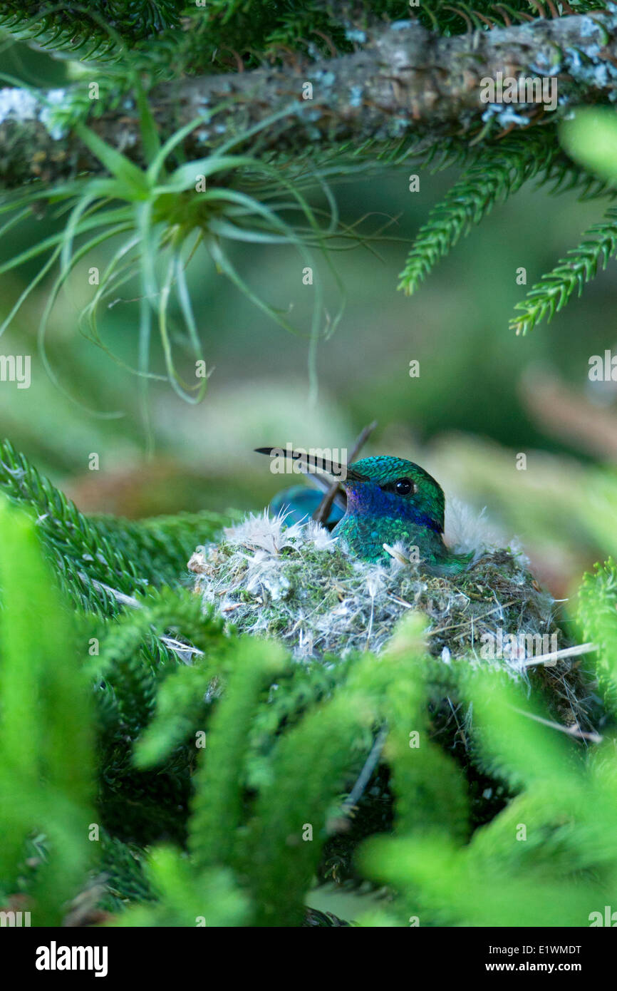Sparkling Violetear (Colibri coruscans) at its nest in Ecuador, South America. Stock Photo