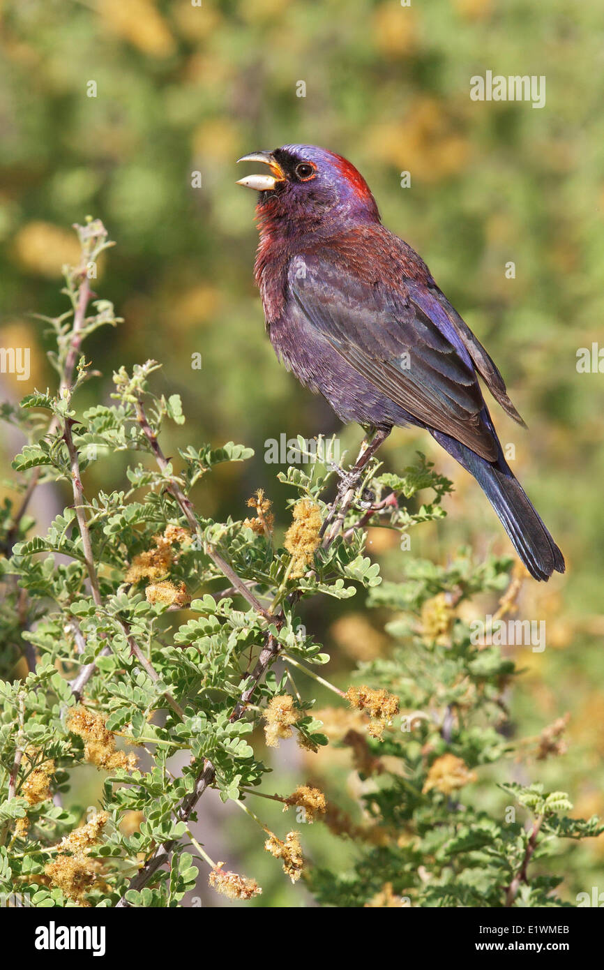 Varied Bunting (Passerina versicolor) perched on a branch in southern Arizona, USA. Stock Photo