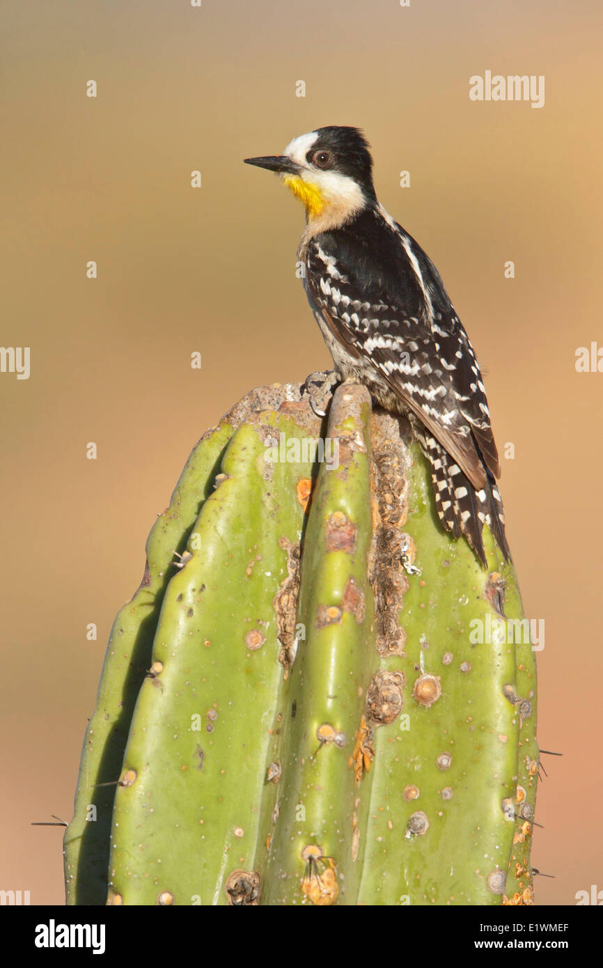 White-fronted Woodpecker (Melanerpes cactorum) perched on a cactus in Bolivia, South America. Stock Photo