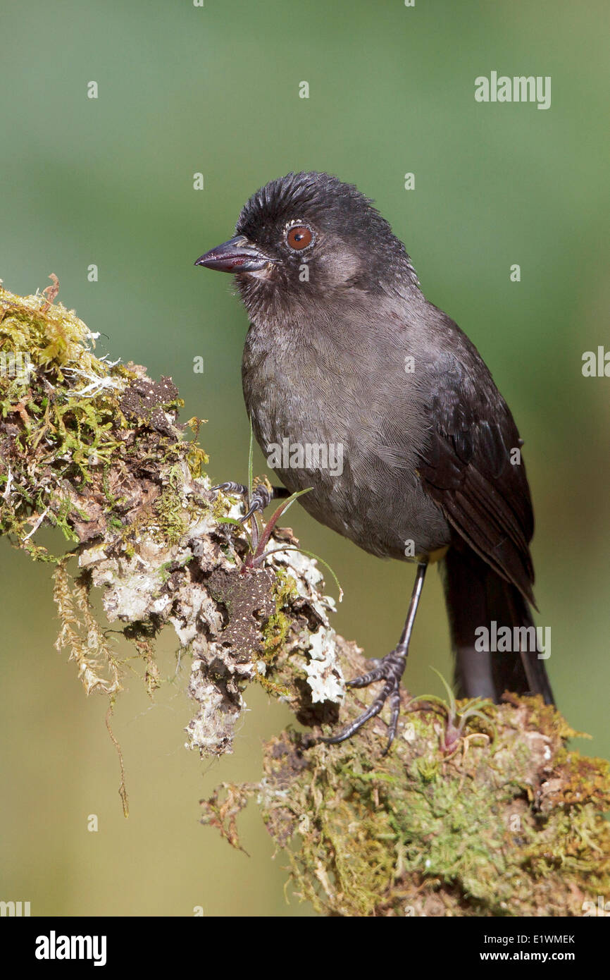 Yellow-thighed Finch (Pselliophorus tibialis) perched on a branch in Costa Rica, Central America. Stock Photo