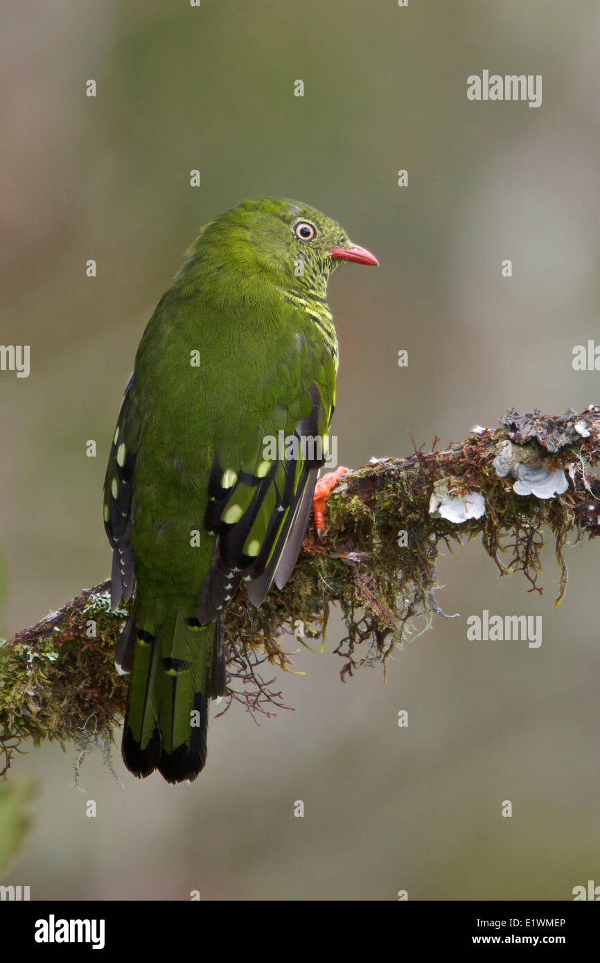 Barred Fruiteater (Pipreola arcuata) perched on a branch in Bolivia, South America. Stock Photo