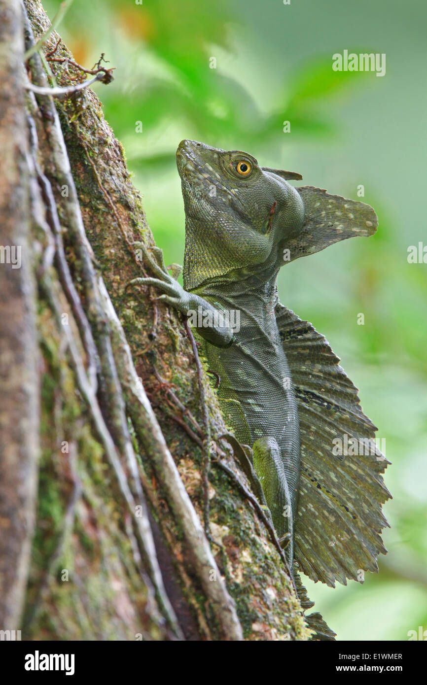 Basalisk Lizard perched on a branch in Costa Rica. Stock Photo