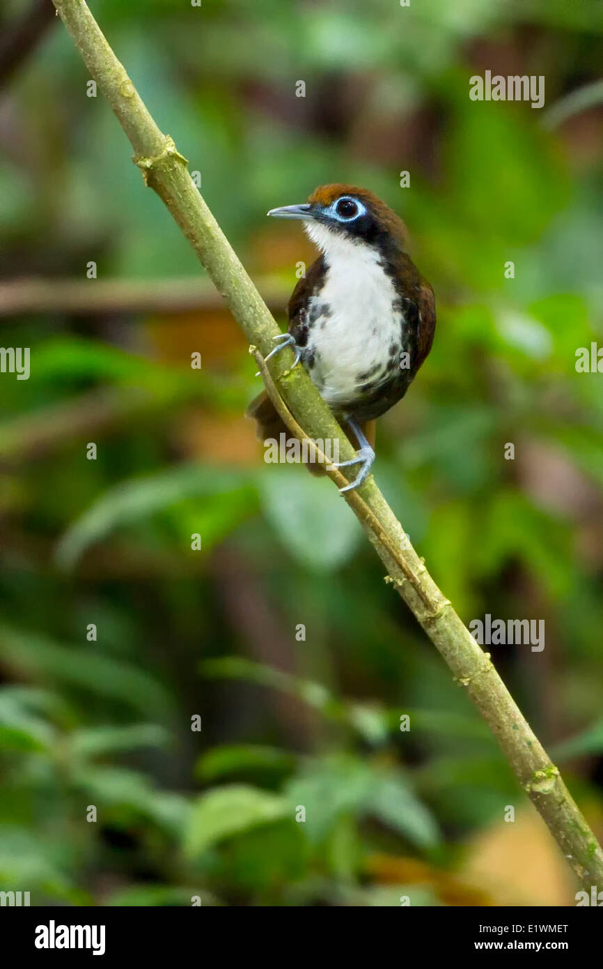 Bicolored Antbird (Gymnopithys leucaspis) perched on a branch in Costa Rica, Central America. Stock Photo