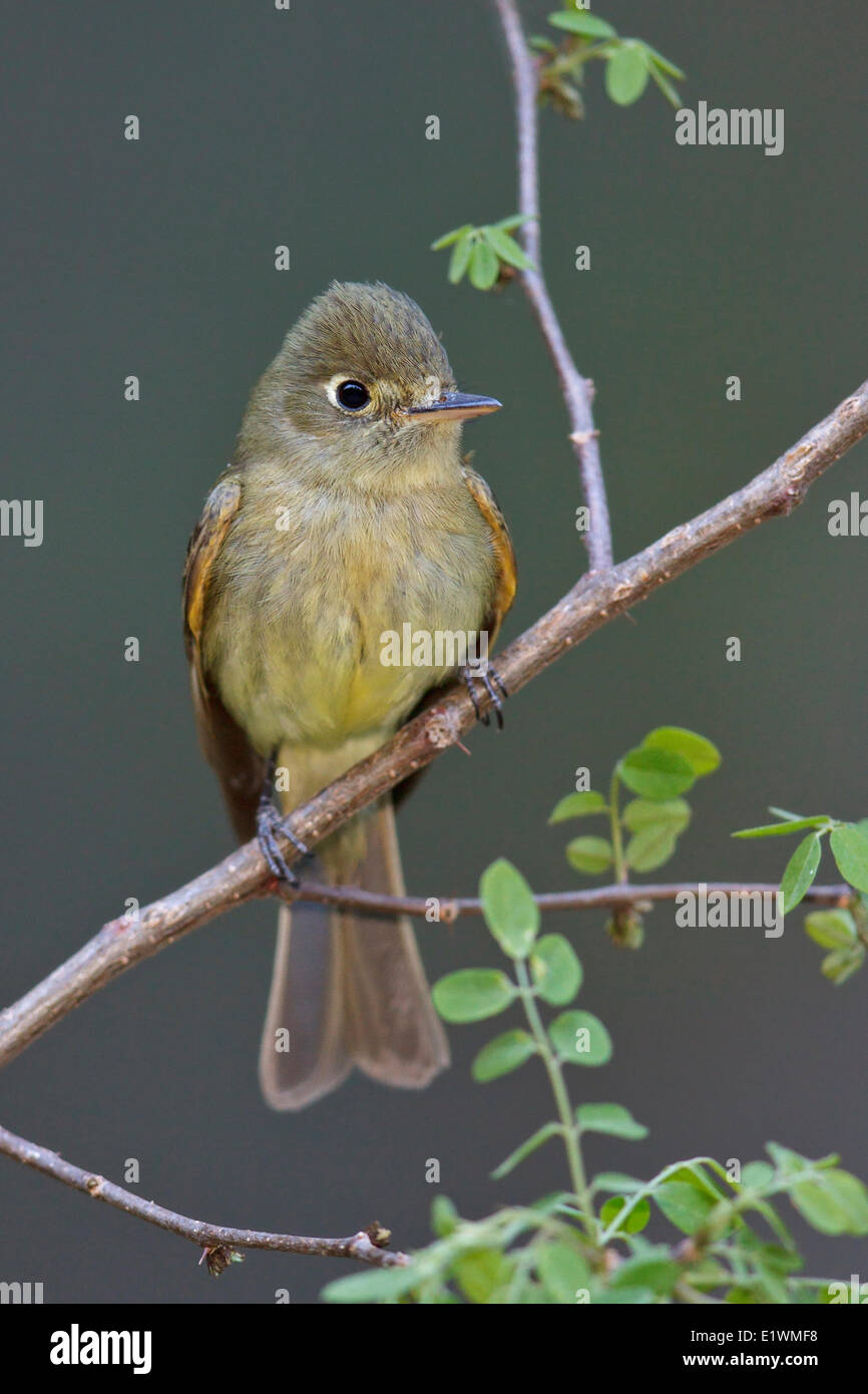 Cordilleran Flycatcher (Empidonax occidentalis) perched on a branch in southern Arizona, USA. Stock Photo