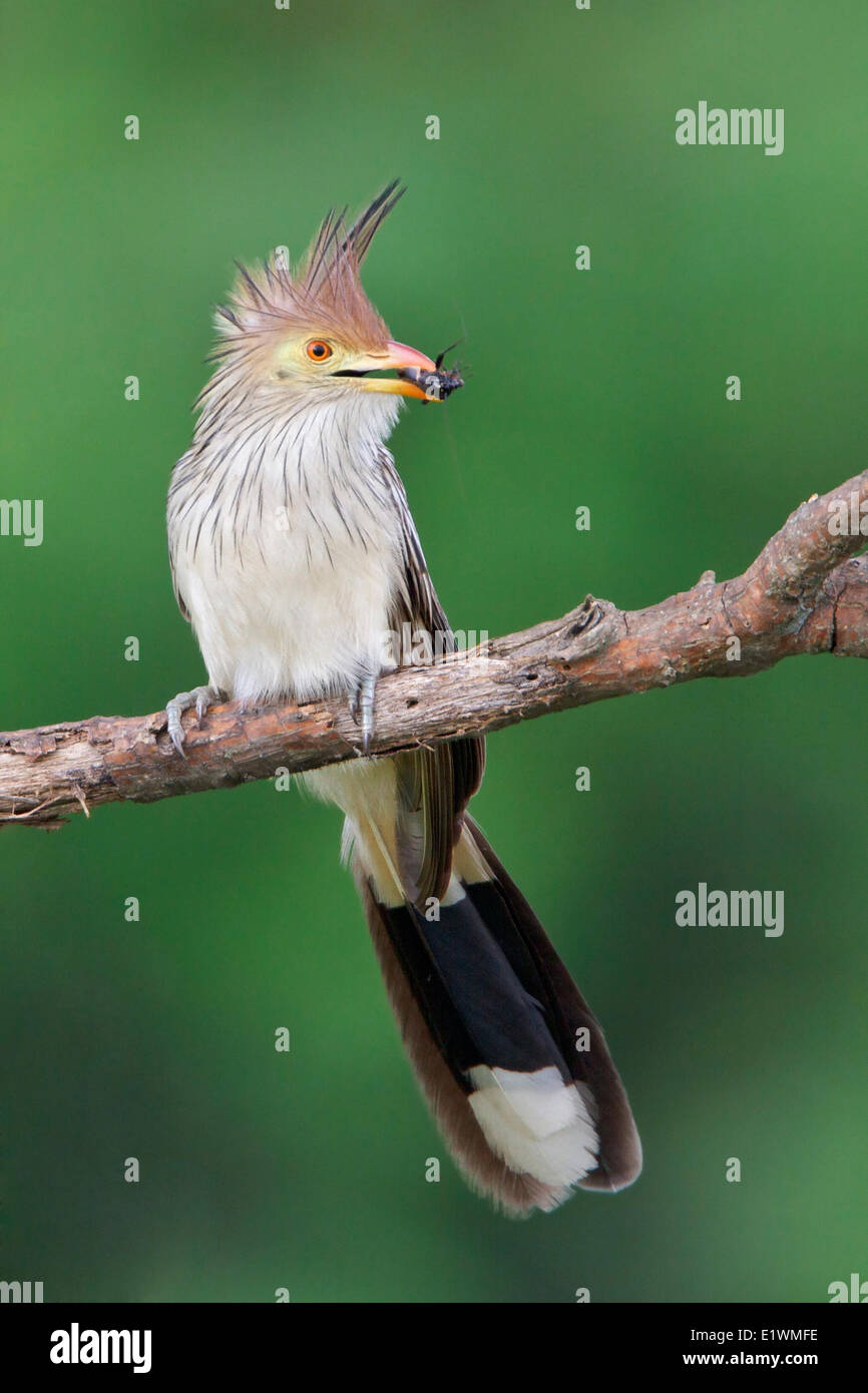 Guira Cuckoo (Guira guira) perched on a branch in Bolivia, South America. Stock Photo