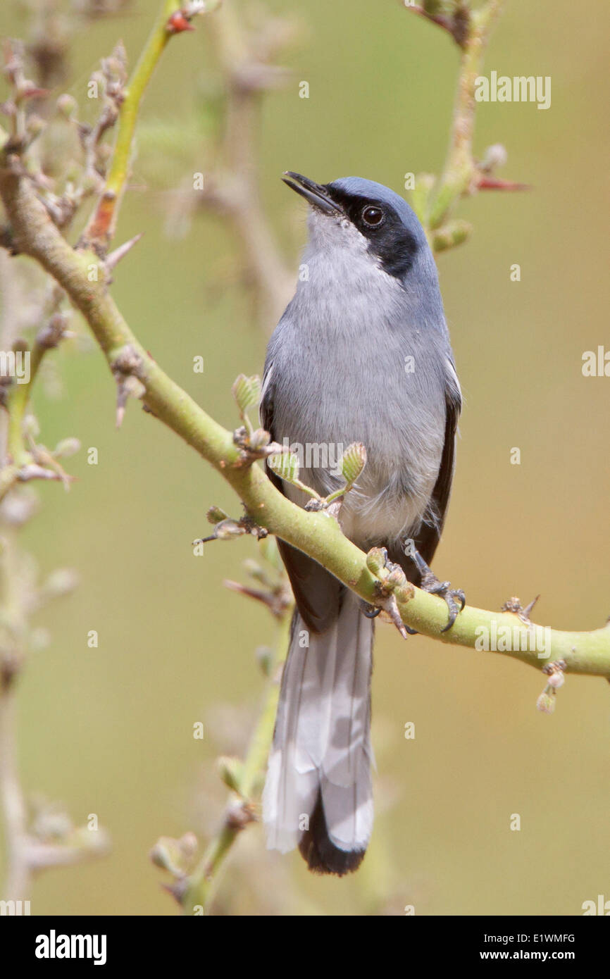 Masked Gnatcatcher (Polioptila dumicola) perched on a branch in Bolivia, South America. Stock Photo