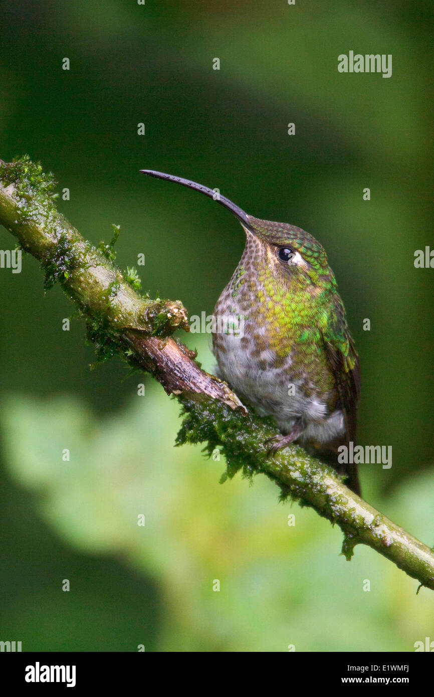 Mountain Velvetbreast (Lafresnaya lafresnayi) perched on a branch in Ecuador, South America. Stock Photo