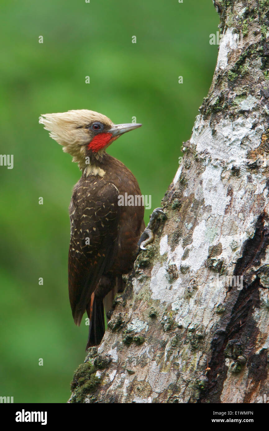 Pale-crested Woodpecker (Celeus lugubris) perched on a branch in Bolivia, South America. Stock Photo