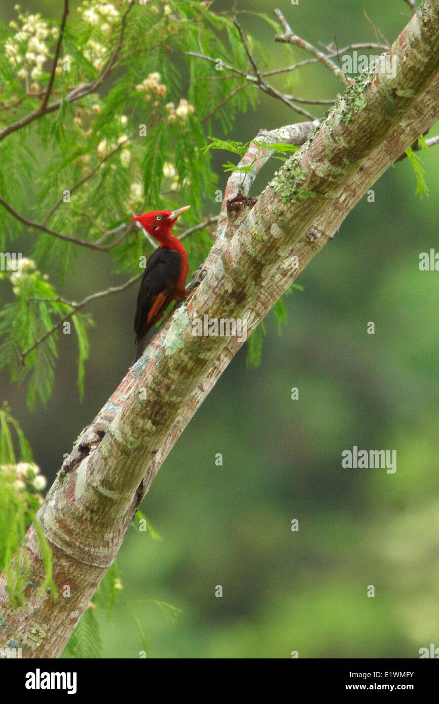 Red-necked Woodpecker (Campephilus rubricollis) perched on a branch in Bolivia, South America. Stock Photo