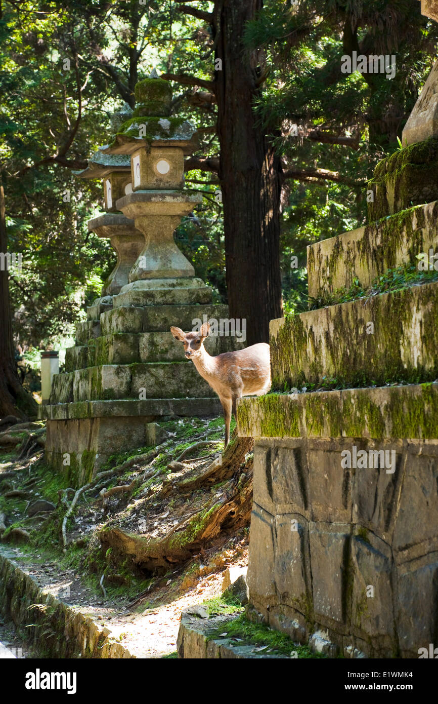 Wild sika deer amidst stone lanterns that line a path to Kasuga-taisha Shrine in Nara, Japan. Stock Photo