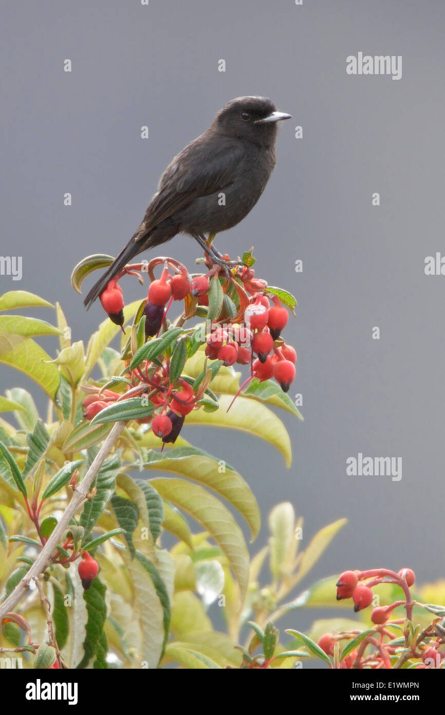 White-winged Black-Tyrant (Knipolegus aterrimus) perched on a branch in Bolivia, South America. Stock Photo