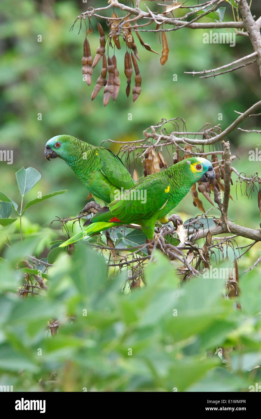 Blue-fronted Amazon (Amazona aestiva) perched on a branch in Bolivia, South America. Stock Photo