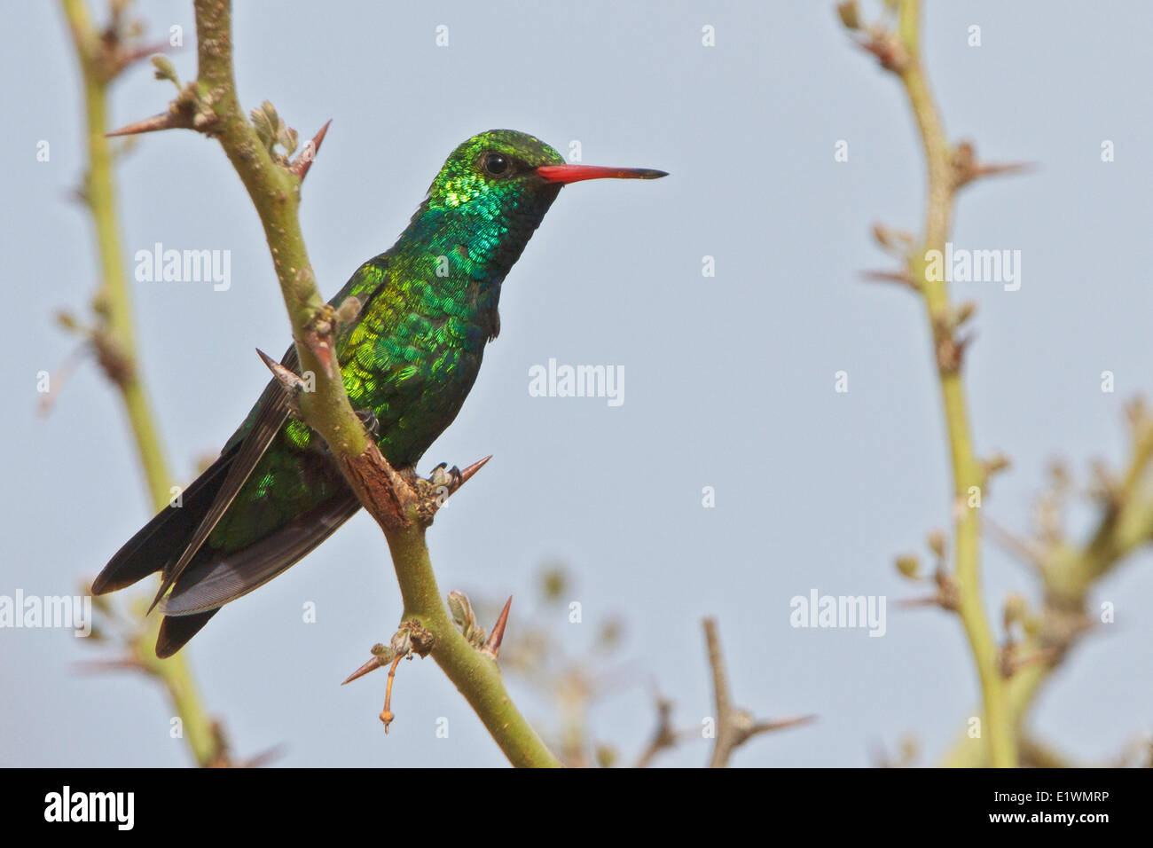 Glittering-bellied Emerald (Chlorostilbon aureoventris) perched on a branch in Bolivia, South America. Stock Photo