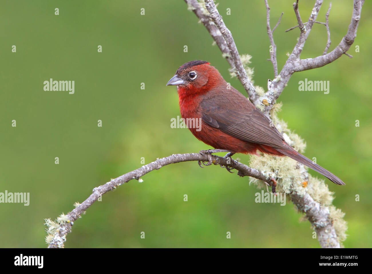 Red-crested Finch (Coryphospingus cucullatus) perched on a branch in Bolivia, South America. Stock Photo