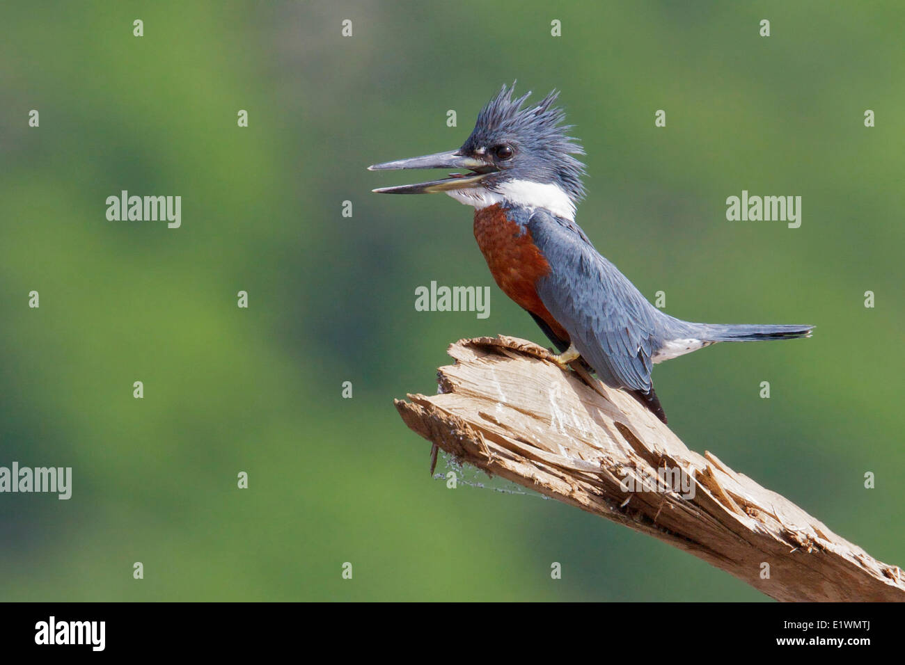 Ringed Kingfisher (Ceryle torquata) perched on a branch in Costa Rica, Central America. Stock Photo
