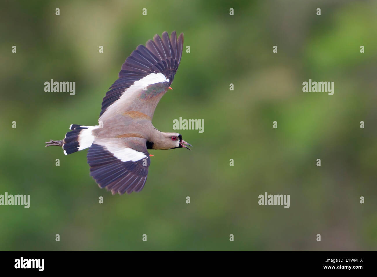 Southern Lapwing (Vanellus chilensis) in flight in Bolivia, South America. Stock Photo