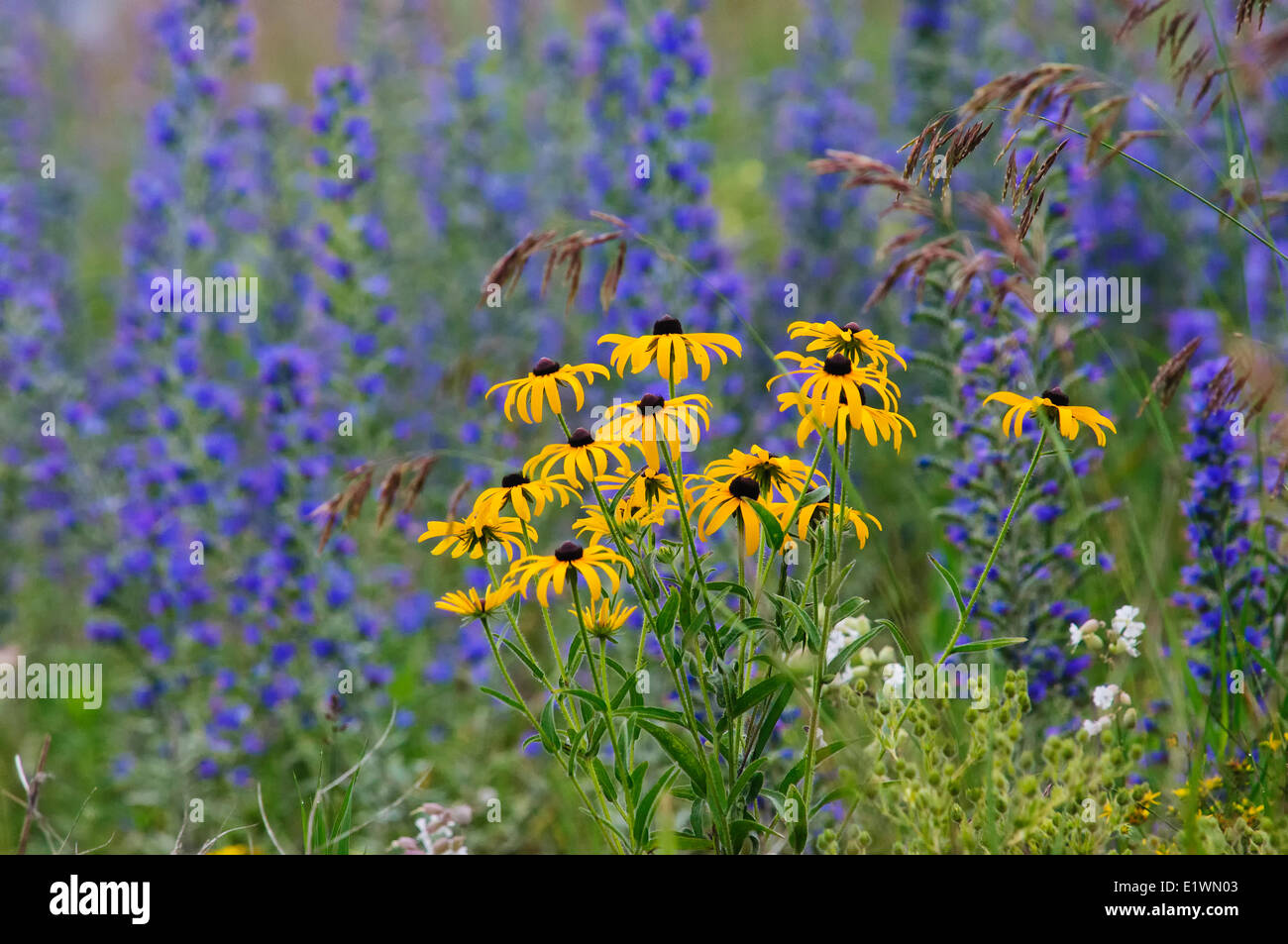 Brown-eyed Susans (Rudbeckia triloba) and Vetch (Astragalus sp.) in late summer, Hockley Hills, Ontario, Canada Stock Photo