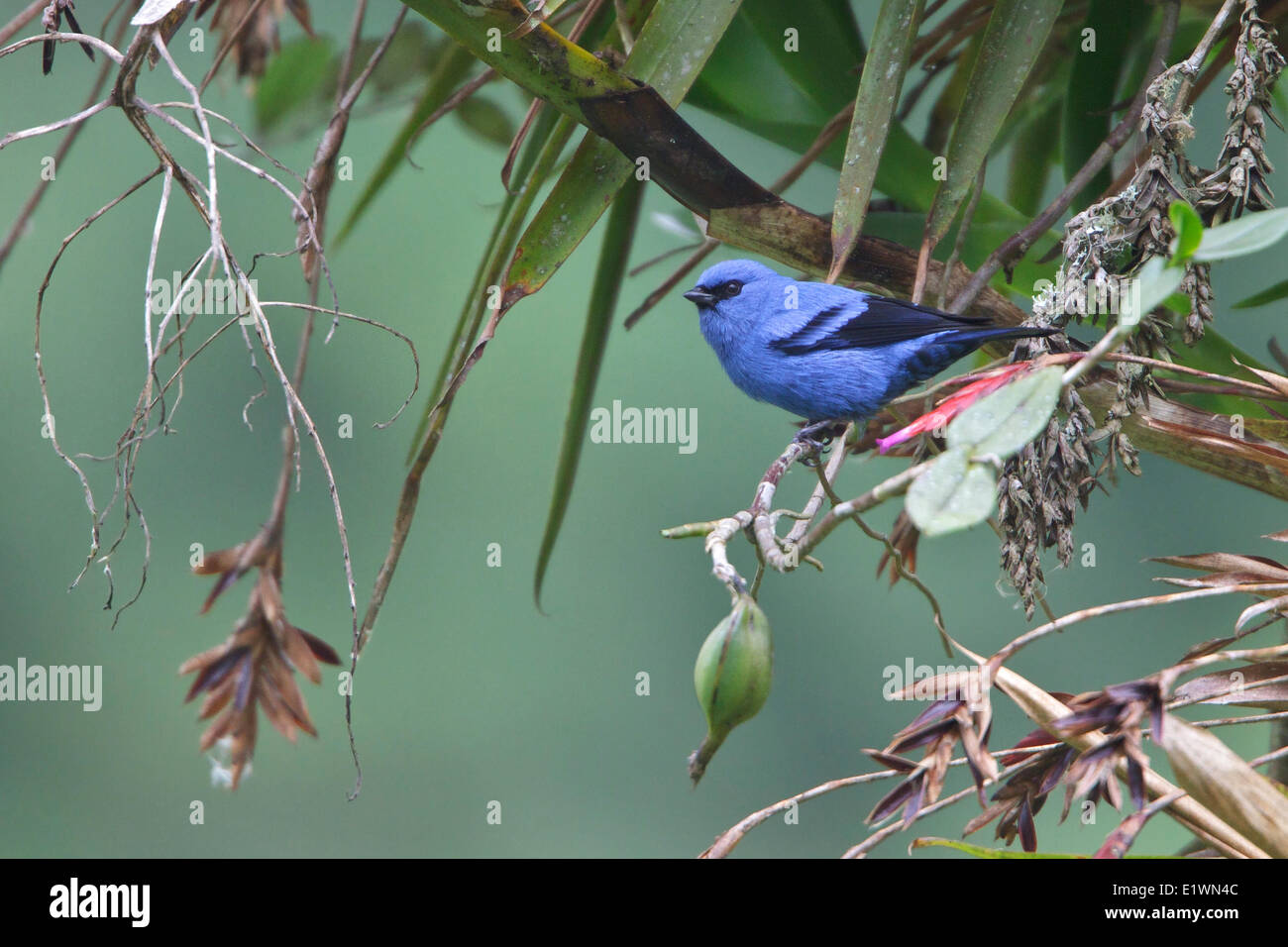 Blue-and-Black Tanager (Tangara vassorii) perched on a branch in Ecuador, South America. Stock Photo