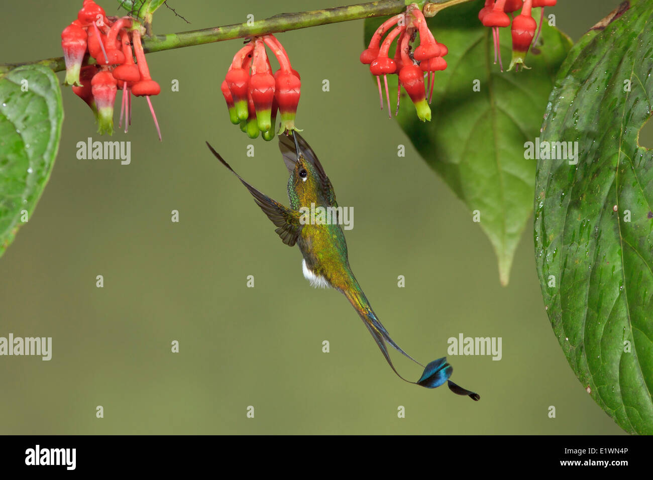 Booted Racket-tail hummingbird (Ocreatus underwoodii) flying while feeding at a flower in Ecuador, South America. Stock Photo