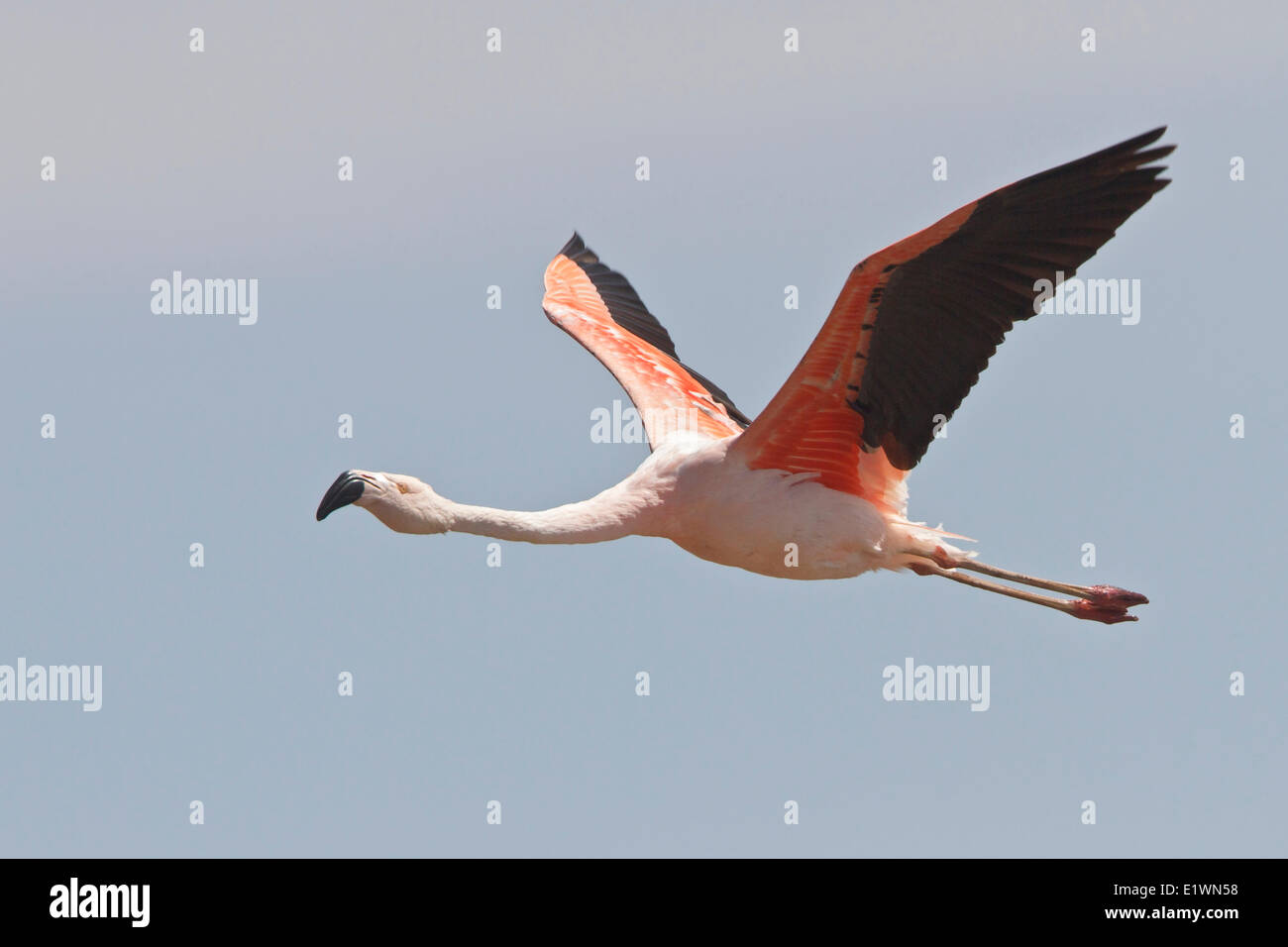 Chilean Flamingo (Phoenicopterus chilensis) in flight in Bolivia, South America. Stock Photo