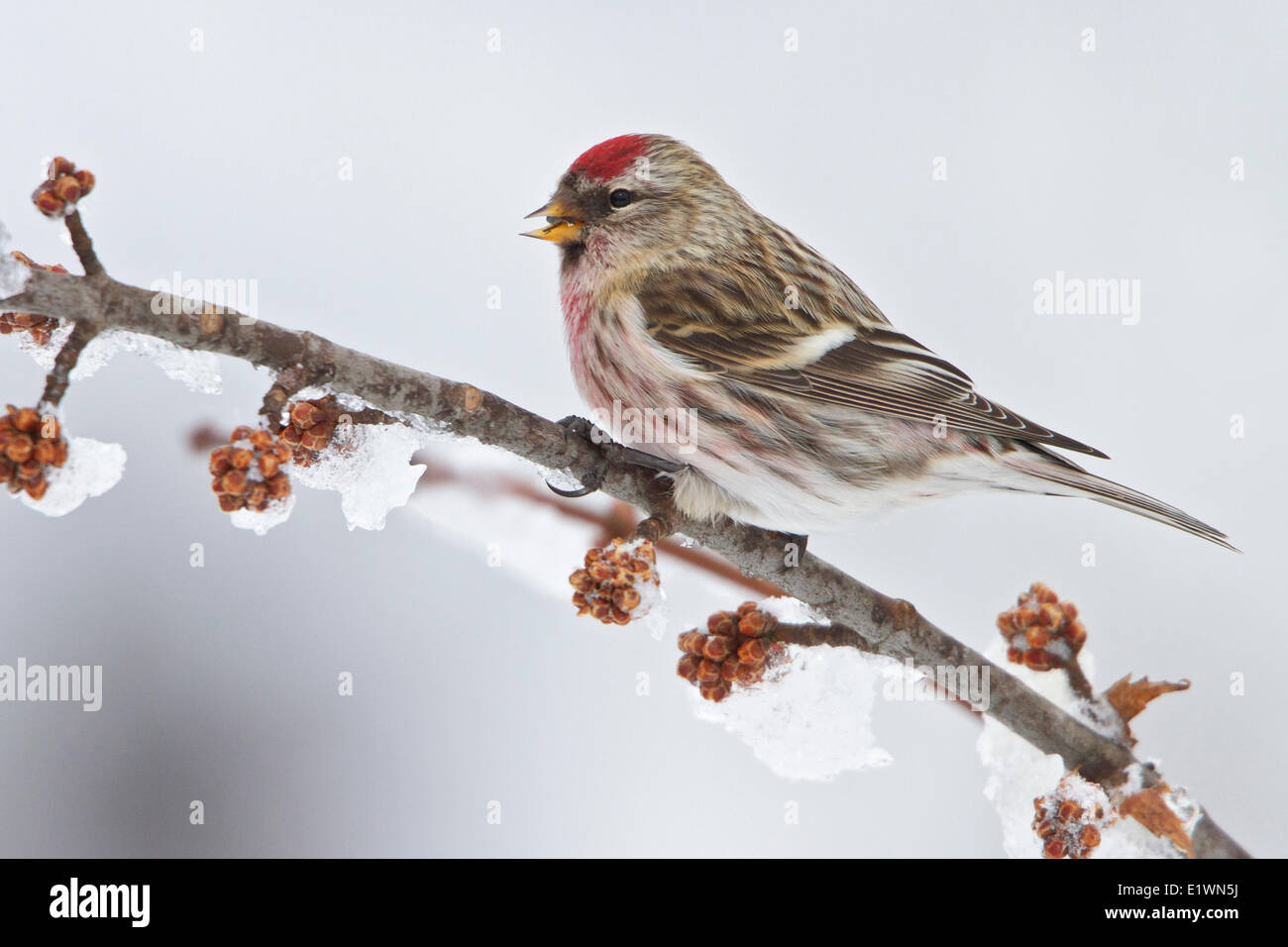 Common Redpoll (Carduelis flammea) perched on a branch in eastern Ontario, Canada. Stock Photo