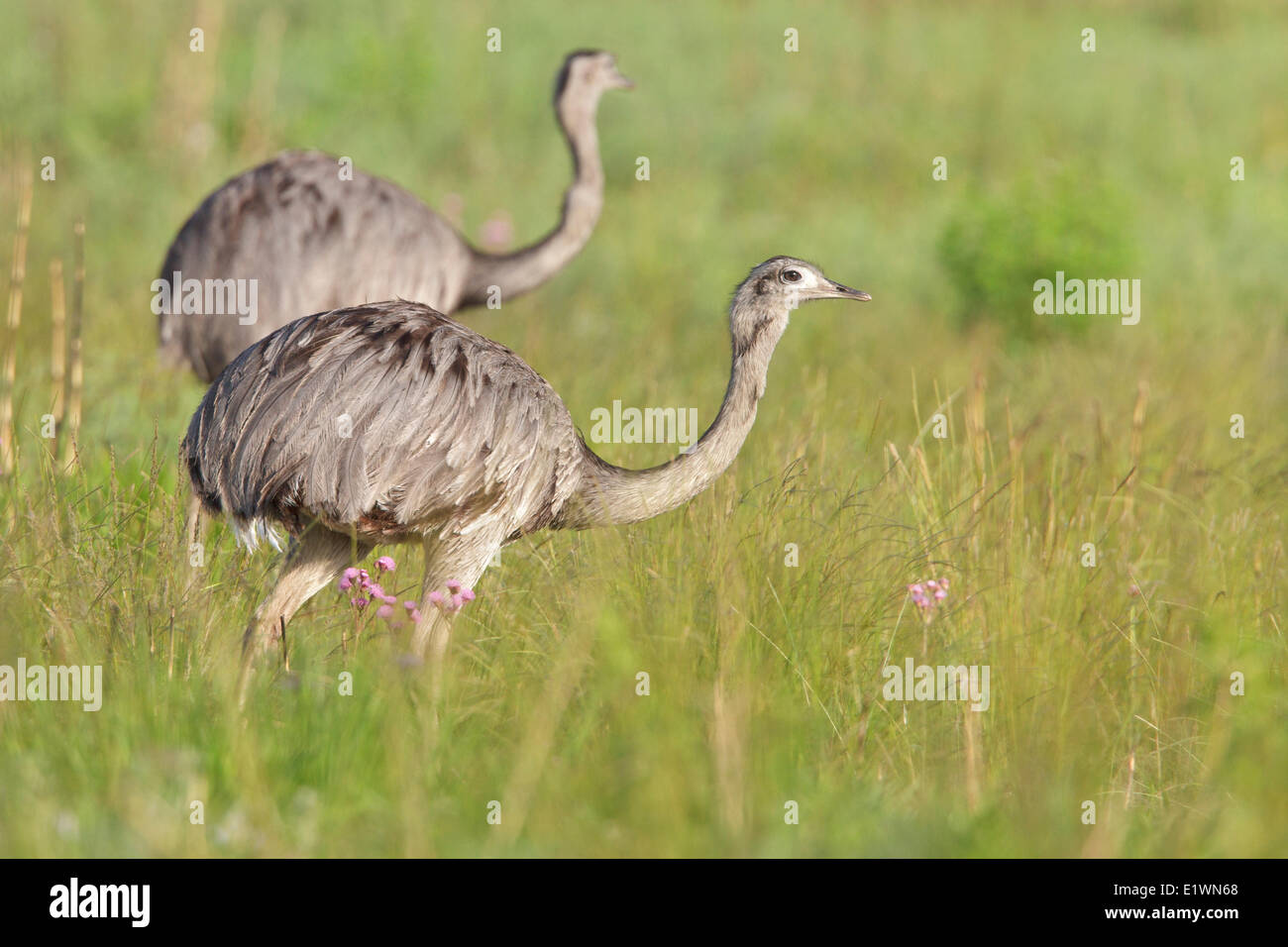 Greater Rhea (Rhea americana) perched on the ground in Bolivia, South America. Stock Photo