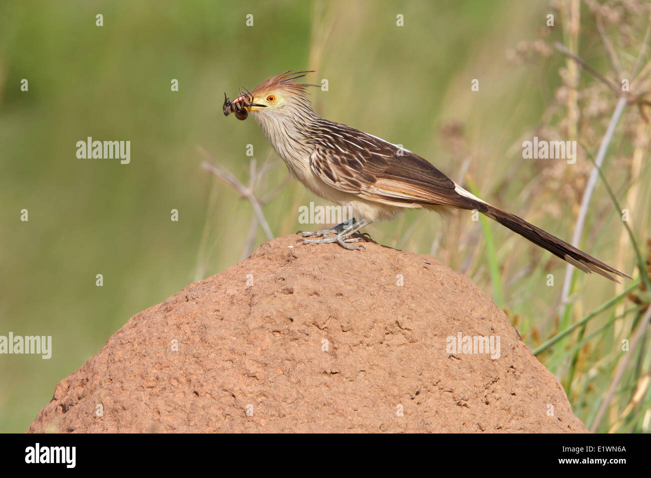 Guira Cuckoo (Guira guira) perched on the ground in Bolivia, South America. Stock Photo