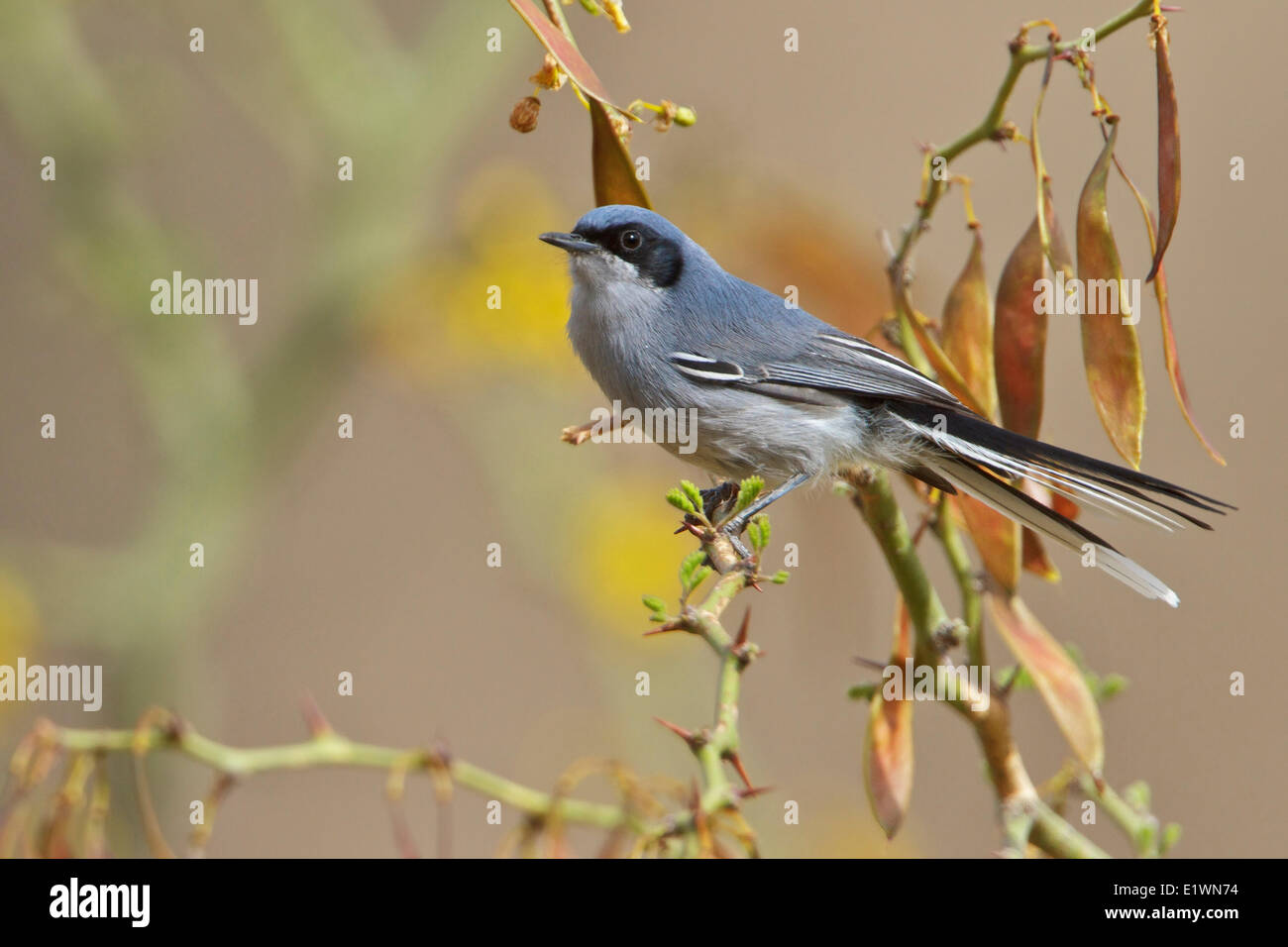Masked Gnatcatcher (Polioptila dumicola) perched on a branch in Bolivia, South America. Stock Photo