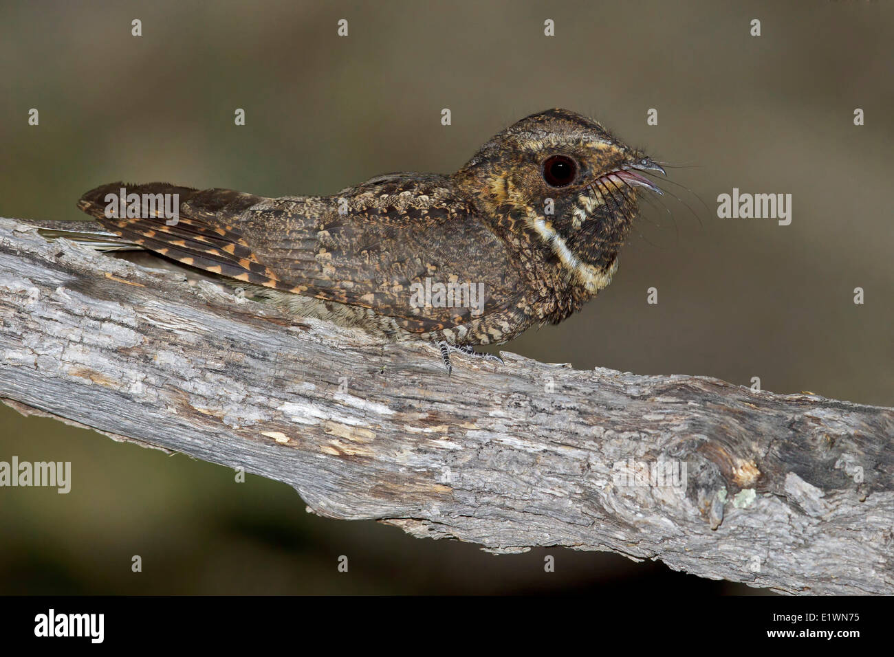 Mexican Whip-Poor-Will (Antrostomus arizonae) perched on a branch in southern Arizona, USA. Stock Photo