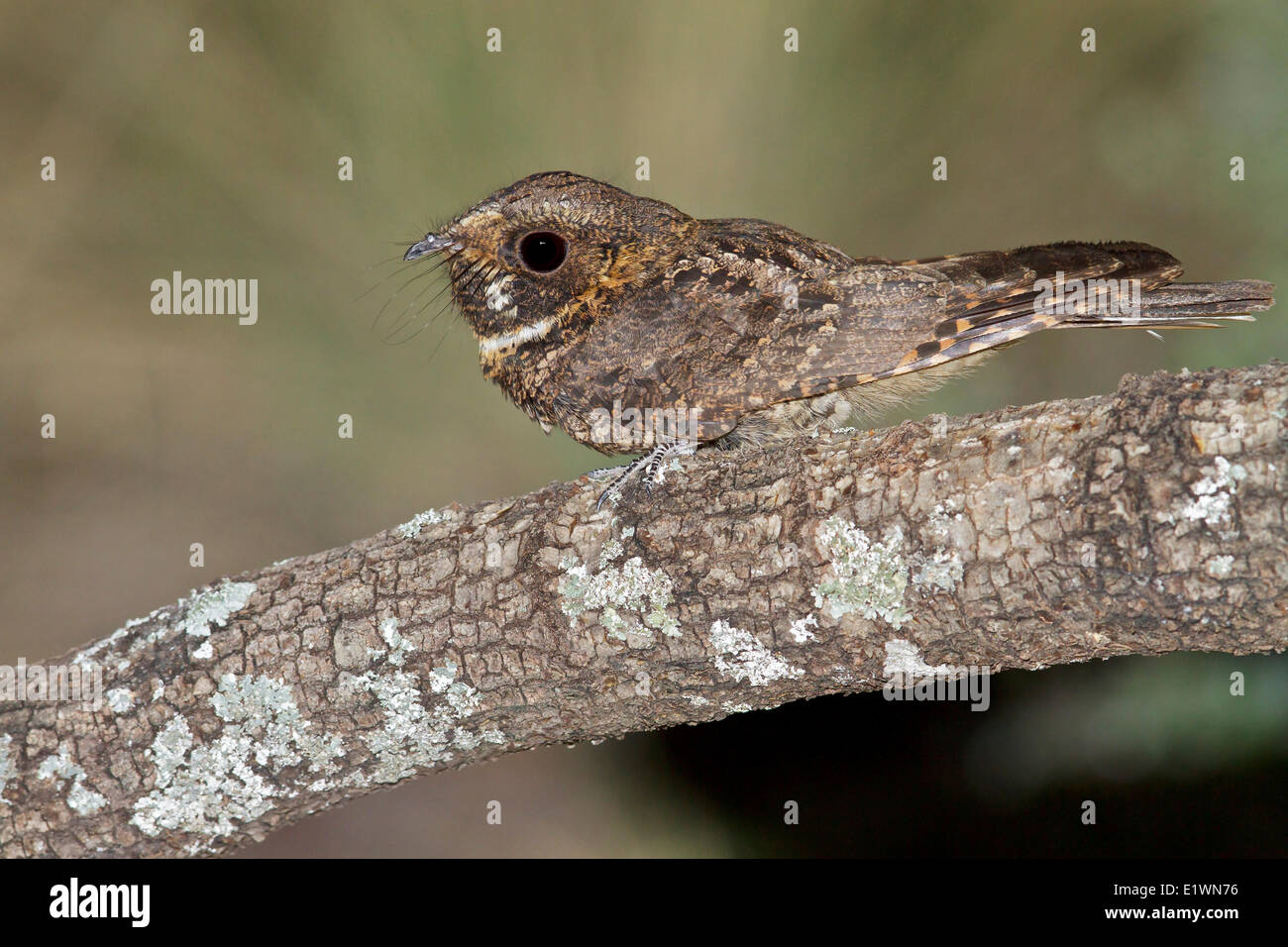 Mexican Whip-Poor-Will (Antrostomus arizonae) perched on a branch in southern Arizona, USA. Stock Photo