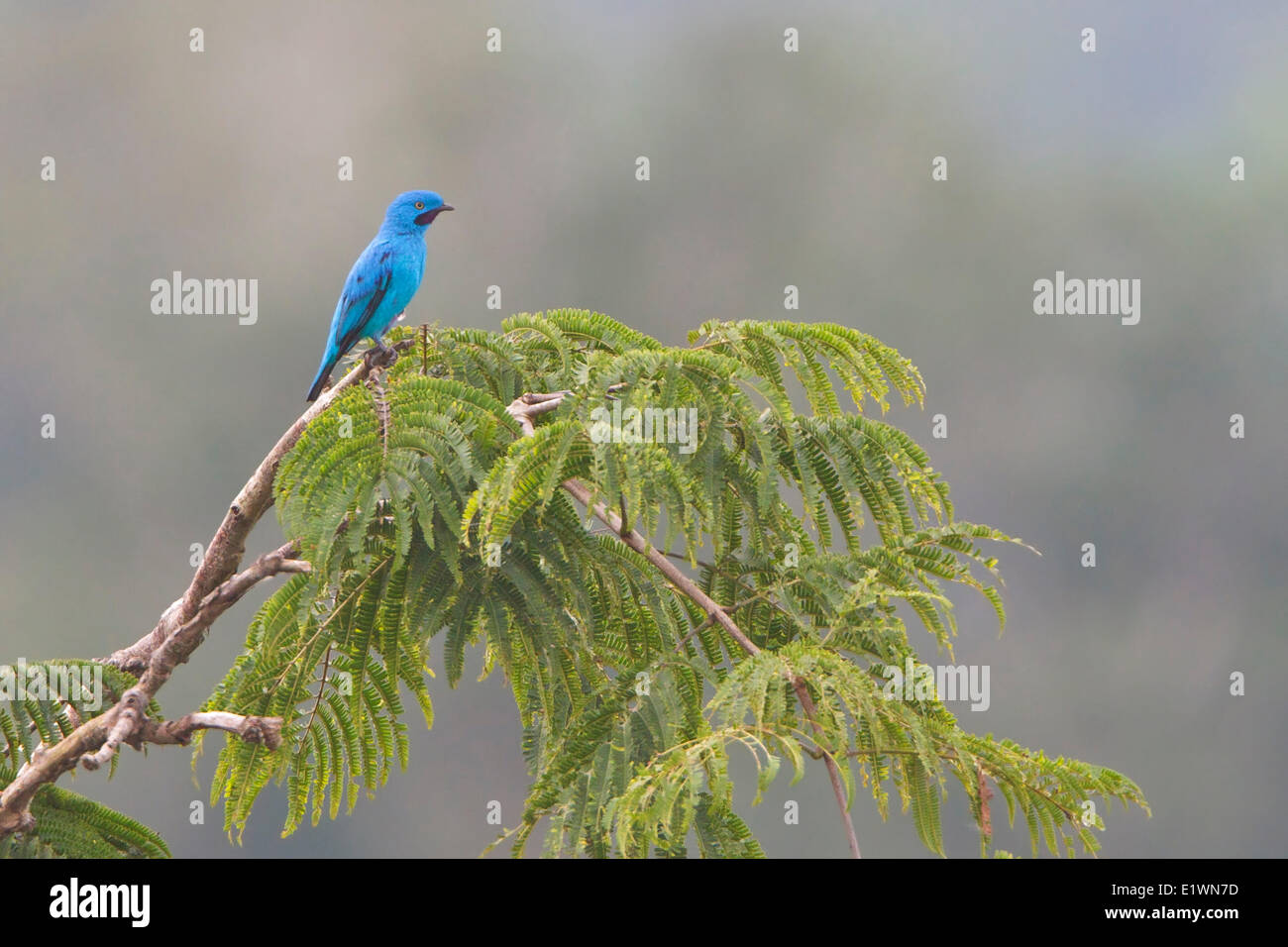 Plum-throated Cotinga (Cotinga maynana) perched on a branch in Ecuador, South America. Stock Photo