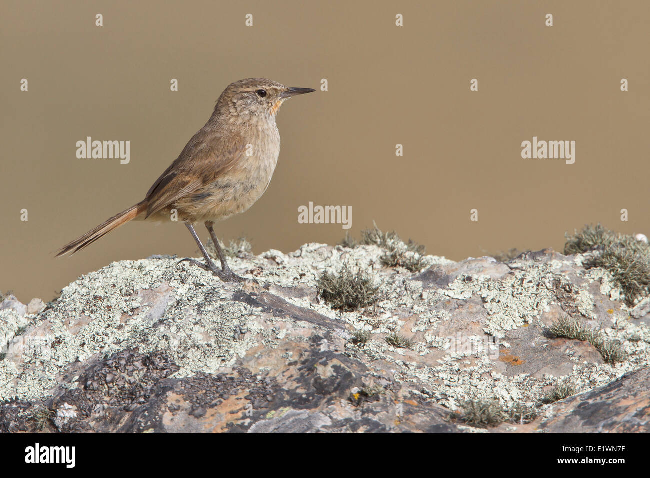 Puna Canastero (Asthenes sclateri) perched on a rock in Bolivia, South America. Stock Photo