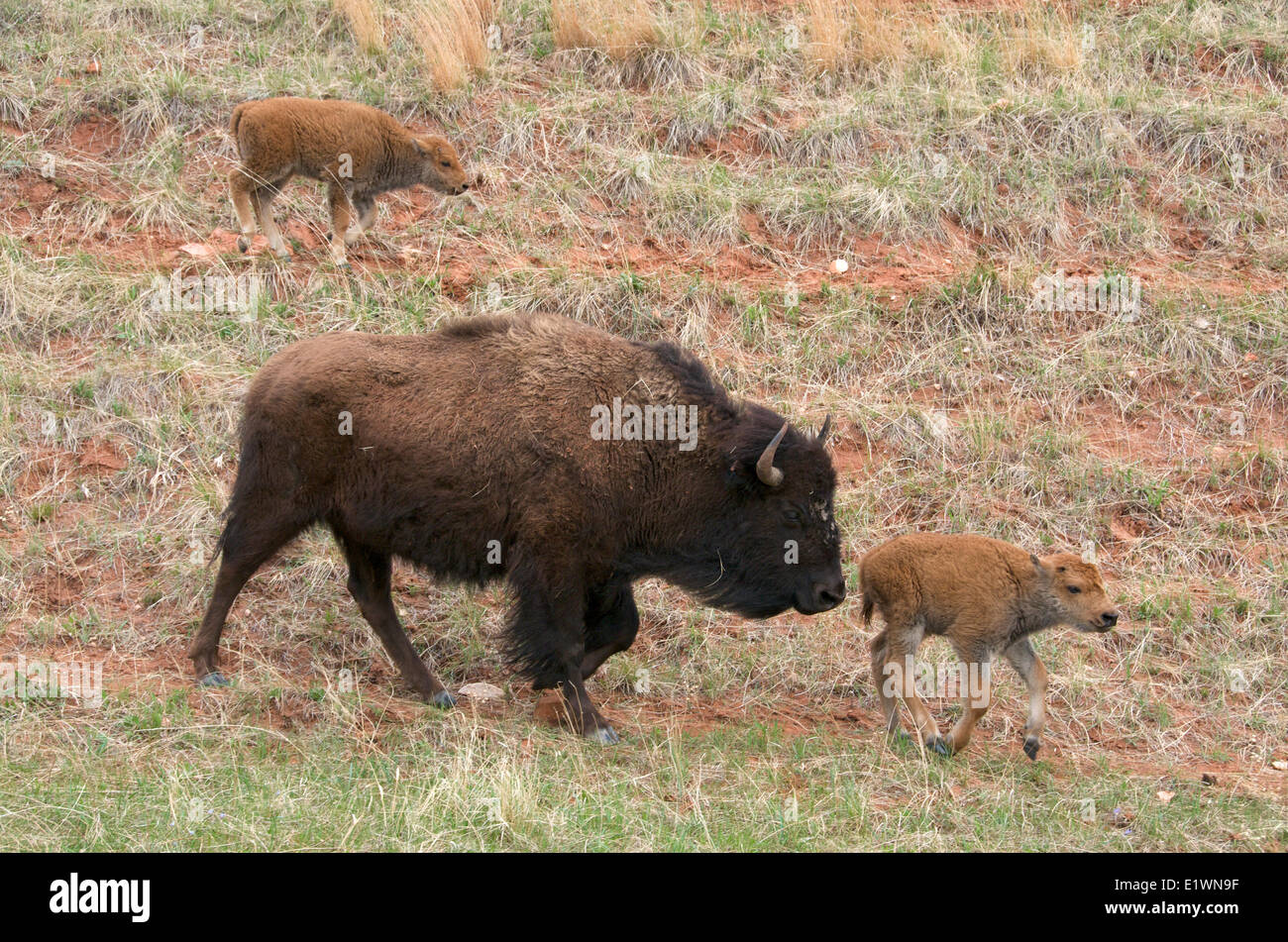 Wild American bison (Bison bison) with newborn spring calves following a game trail. Wind Cave Nat'l Park, South Dakota, USA. Stock Photo