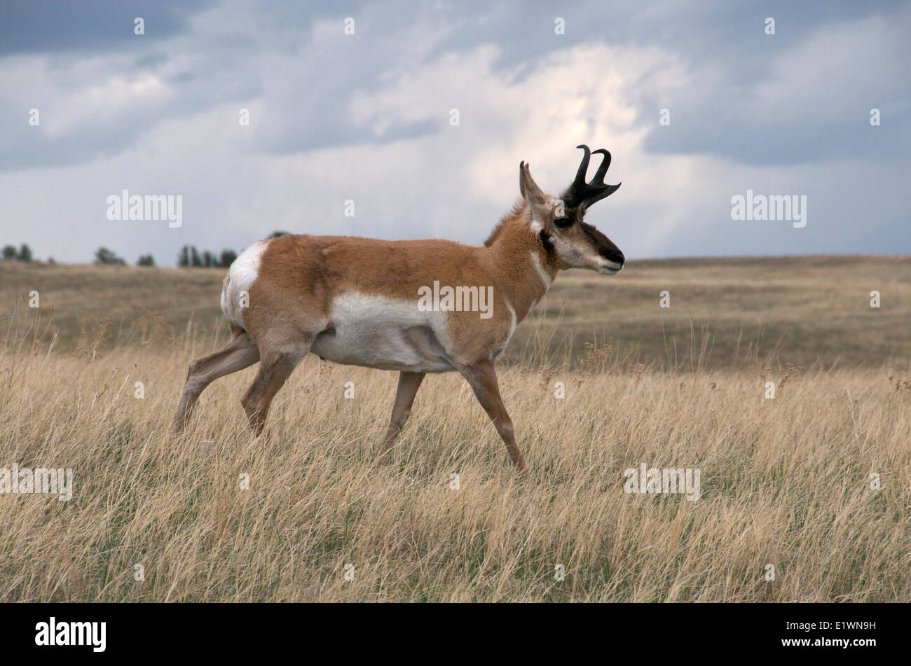 Wild Pronghorn antelope (Antilocapra americana) male walking through tall prairie grasses.  Custer State Park South Dakota USA Stock Photo