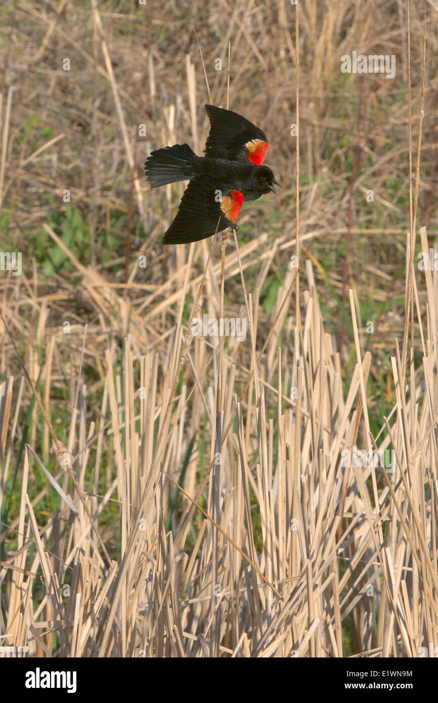 Red-winged Blackbird (Agelaius phoeniceus). Male displaying wing patches to attract female in spring on cattail reeds. Stock Photo