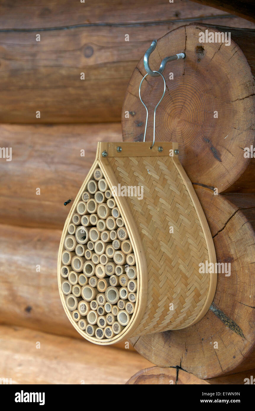 Mason bee, a species of bees in the genus Osmia in a bamboo tube house for nesting.  Near Thunder Bay, Ontario, Canada. Stock Photo