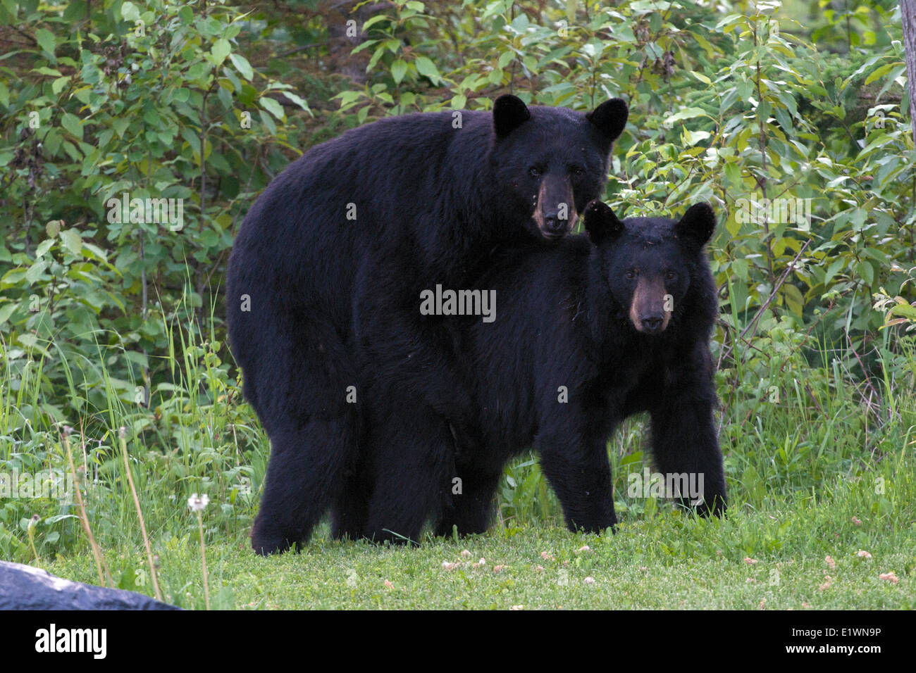 Wild Black bears (Ursus americanus) Mating.  Note wood ticks on their ears.  Near Quetico Provincial Park, Ontario, Canada Stock Photo