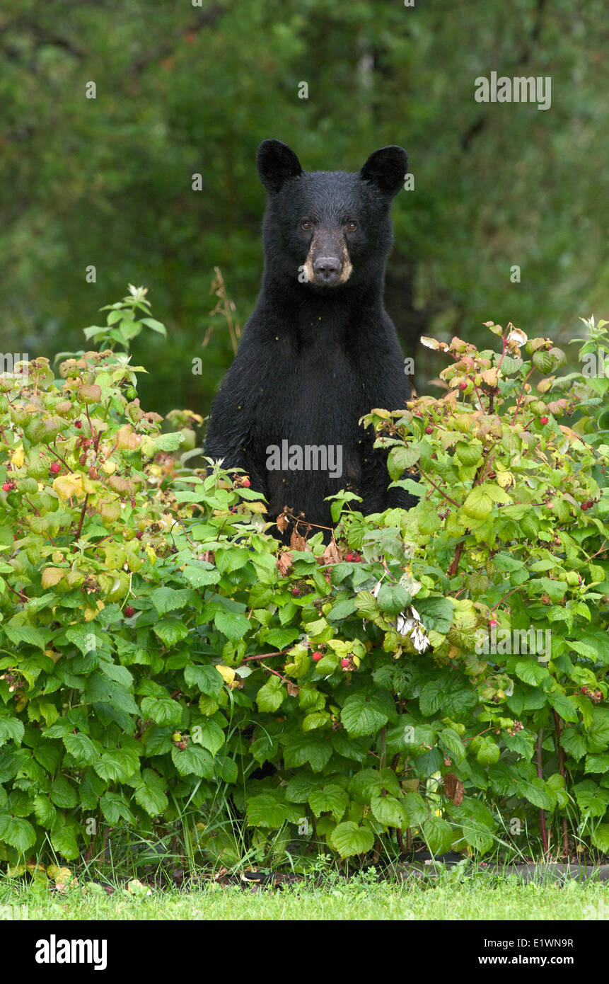 Wild Black bear (Ursus americanus) standing in raspberries (Rubus sp.) near Thunder Bay, Ontario, Canada Stock Photo