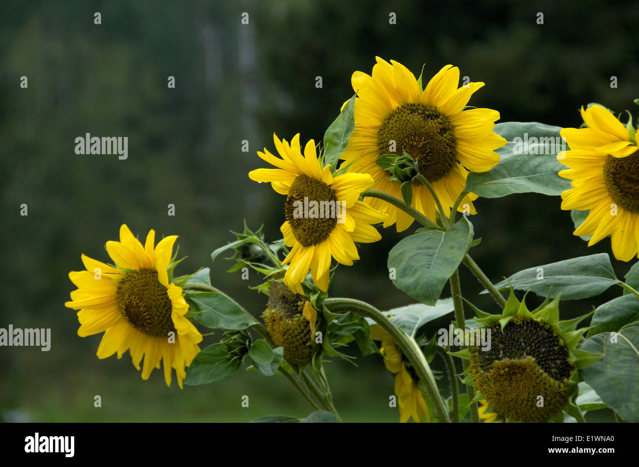 Sunflower (Helianthus annuus) near Thunder Bay, Ontario, Canada