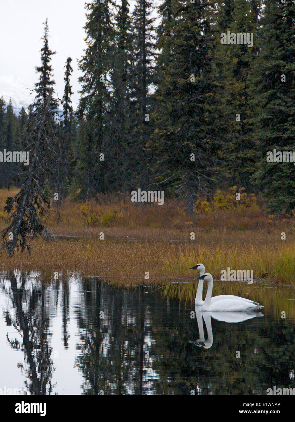 Trumpeter Swans (Cygnus buccinator), Colorado Lake, Alaska, USA Stock Photo